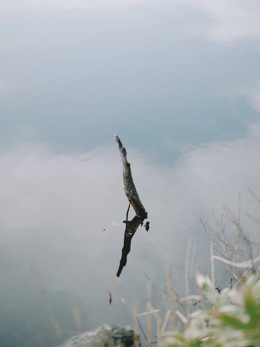 A pale branch reflected in water
