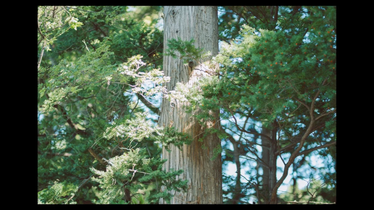 A sunlit tree in an original Letterbox frame